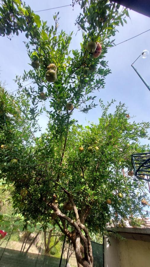 Relax Glamping Gjirokastër